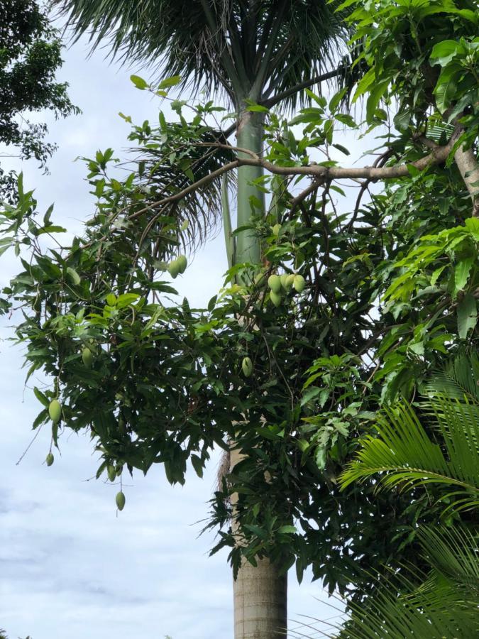 Huong Tram Homestay Ho Da エクステリア 写真